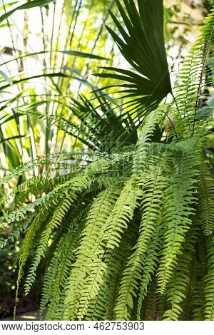 Biophilic Trend. Nephrolepis Bisserata Schott, Oleandraceae, Florida, Atlantic Islands. Tropical Lea