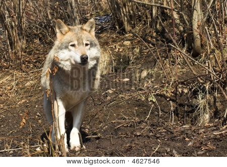 Wolf Mountain