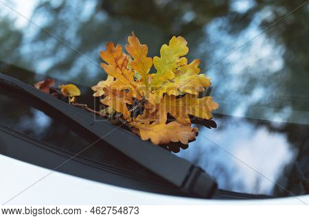 Bouquet Of Autumn Yellow Oak Leaves On Windshield Of Car