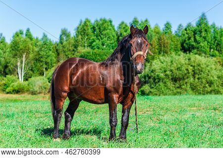 Brown Workhorse Standing In A Farmfield On A Summer Day.in A Background Outdoors Nature Trees.