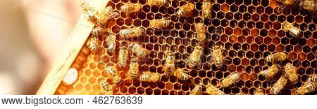 A Honey-colored Pollen Frame In A Beehive. Abstract Natural Background.