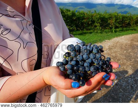 Vineyards In The Mountains. Grapes Grow On Green Slopes