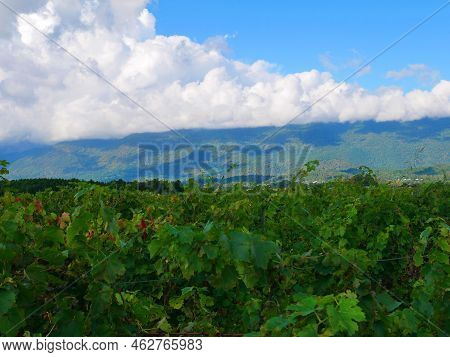 Vineyards In The Mountains. Grapes Grow On Green Slopes