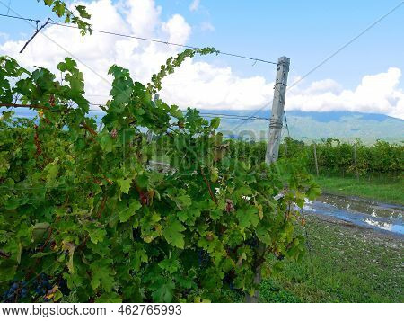 Vineyards In The Mountains. Grapes Grow On Green Slopes
