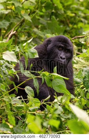 Adult Female Gorilla, Gorilla Beringei Beringei, In The Lush Foliage Of The Bwindi Impenetrable Fore
