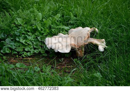 Cap 300 Mm Wide, And Finely Velvety, Soon Deeply Funnel-shaped, Sometimes Fan-shaped, Acuminately As