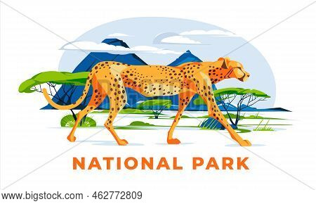 A Cheetah Walks Alone On The Savannah Landscape. Big Cat Wild African Animals In Nature. Vector Flat