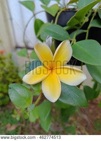 Close Up View Of Yellow Bali Frangipani Flowers With Green Leaves Growing In The Garden