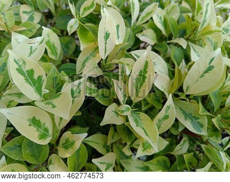 Close Up View Of Green And White Leaves Growing In The Garden