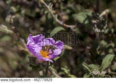 A Useful, Fragrant Shrub (cistus Creticus, Cistus Incanus) With Pink Flowers And Bee Collecting Nect