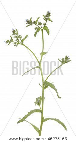 Anchusa 꽃