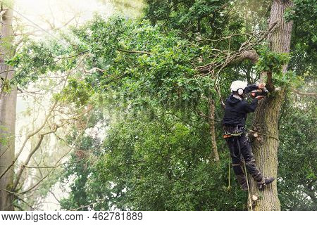 Arborist Cutting Down Tree With Petrol Chainsaw