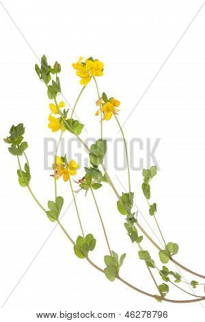 Birdsfoot