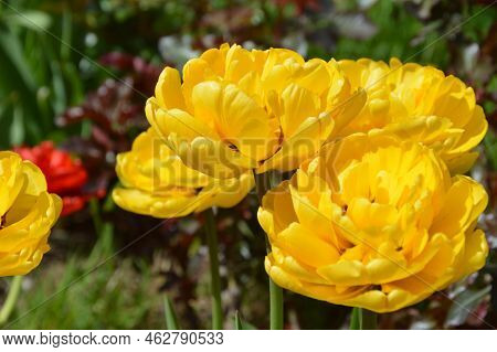 Yellow Peony Double Tulips. Field Of Beautiful Yellow Double Tulips In Sunlight, Close-up. Spring Fl