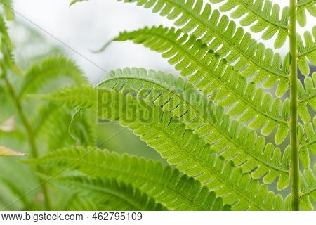 Fresh Green Fern Backgrounds. Tropical Foliage In Nature Landscape.