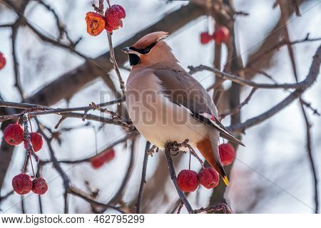 Bohemian Waxwing, A Beautiful Tufted Bird, Latin Name Bombycilla Garrulus, Sitting On A Wild Apple T