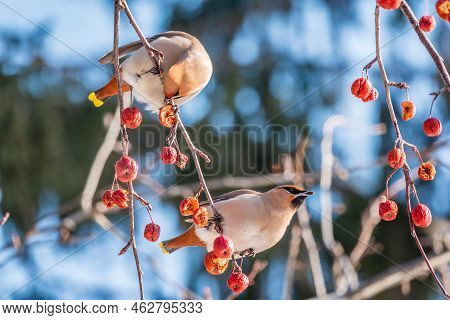 Bohemian Waxwing, A Beautiful Tufted Bird, Latin Name Bombycilla Garrulus, Sitting On A Wild Apple T