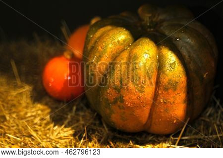 Halloween Background With Texture Orange Pumpkins On Dark Strow Stack. Close-up Natural Reddish Pump