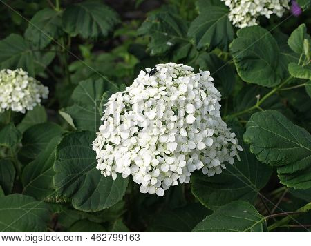 Hydrangea Arborescens (hydrangea Arborescens), Commonly Known As Smooth Hydrangea, Wild Hydrangea, S