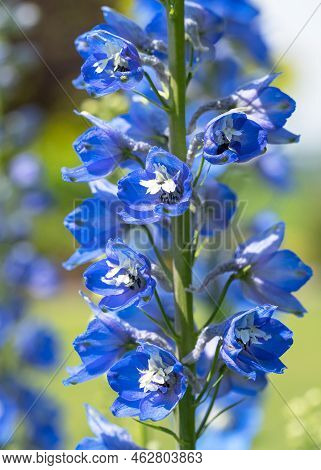 Candle Larkspur (delphinium Elatum), Close Up Of The Flower Head