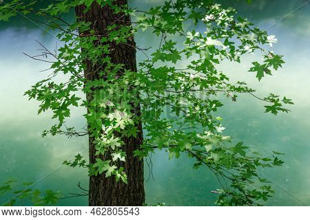 Tree At A Lake In The Valley Of Butterflies. The Petaloudes Valley Nature Reserve In Rhodes, Greece,