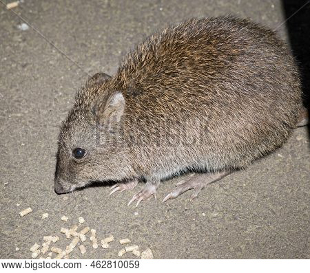 This Is A Close Up Of A Long Nosed Potoroo Eating Pellets