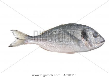 Kogt fisk (sparus Auratus)