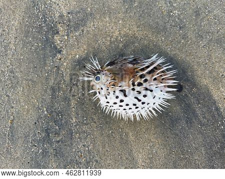 Blowfish, Puffer Fish Or Diodon Holocanthous Washed Up On Beach
