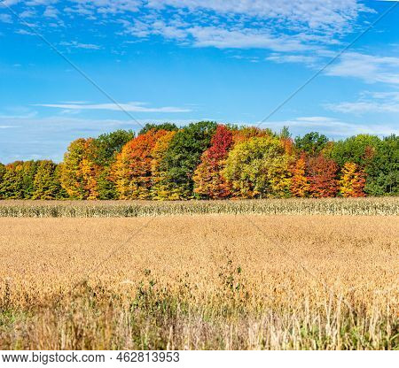 Wisconsin Corn, Soybeans And Colorful Autamn Trees In October, Panorama