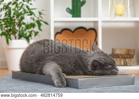A Gray Cat Is Playing On Scratching Post. Cardboard Scratching Post. A Gray Cat Is Caressing On A Sc