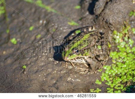 frog