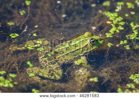 frog