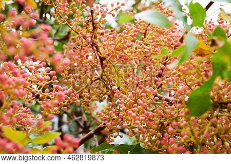 Pistachio Tree With Seeds And Leaves Background. Floral And Herbal Theme