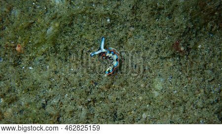 Sacoglossan Sea Slug Splendid Elysia Or Splendid Velvet Snail (thuridilla Hopei) Close-up Undersea, 