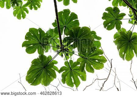 A Branch Of A Pumpwood Plant Whose Leaves Are Finger-shaped And Green, Isolated On A Bright White Sk