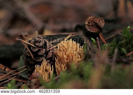 Ramaria Flava Mushrooms Growing In Forest, Closeup