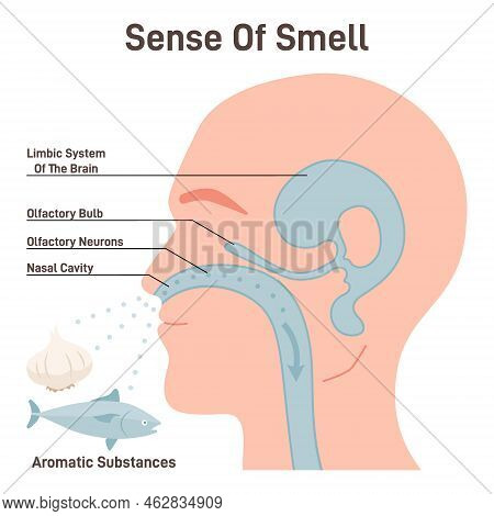 Sense Of Smell Mechanism. Olfactory Neurons And Limbic Brain System