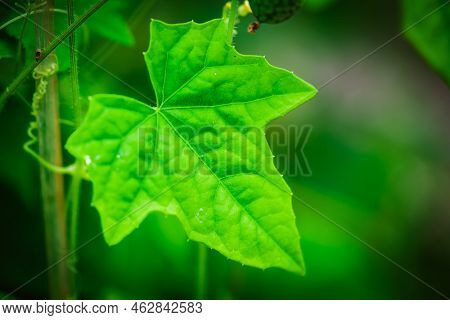 Melothria Scabra. American Cucumber Is A Small Fruit That Resembles A Cucumber In Taste, Looks Like 