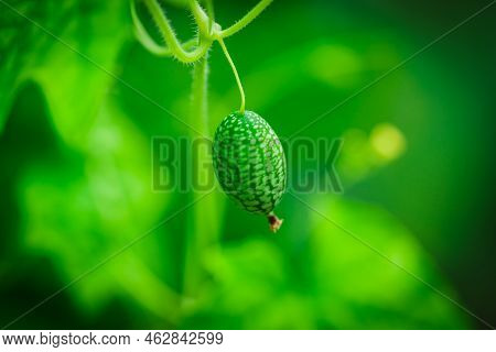 Melothria Scabra. American Cucumber Is A Small Fruit That Resembles A Cucumber In Taste, Looks Like 