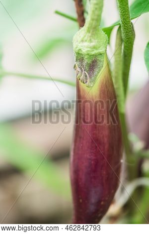 Close-up Eggplant Plant Growing In Greenhouse. Aubergine Plants In Plantation. Aubergine Vegetables 