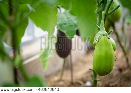 Close-up Eggplant Plant Growing In Greenhouse. Aubergine Plants In Plantation. Aubergine Vegetables 