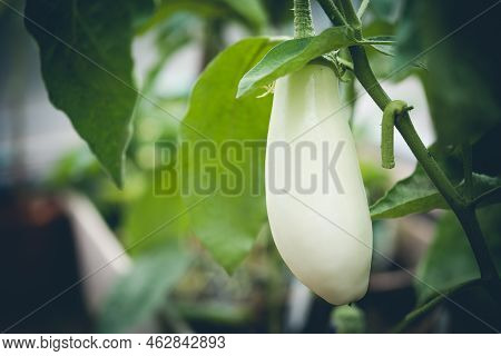 Close-up White Eggplant Plant Growing In Greenhouse. Aubergine Plants In Plantation. Aubergine Veget