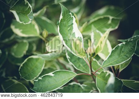 Blurred Macro Photo Of Decorative Garden Derain White Elegantissima Or Or Cornus Alba With Selective