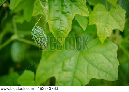 Melothria Scabra. American Cucumber Is A Small Fruit That Resembles A Cucumber In Taste, Looks Like 