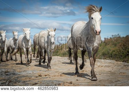 Herd Of White Horses Are Taking Time On The Beach. Image Taken In Camargue, France.