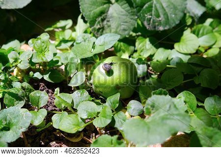 Snail On Apple In Garden Among Lush Green Foliage Of Plants On Bright Sunny Summer Day Natural Backg