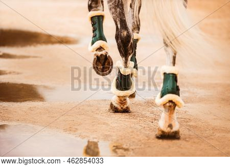 A Rear View Of The Legs Of A Gray Horse With Shod Hooves And A Long White Tail, Which Is Walking On 