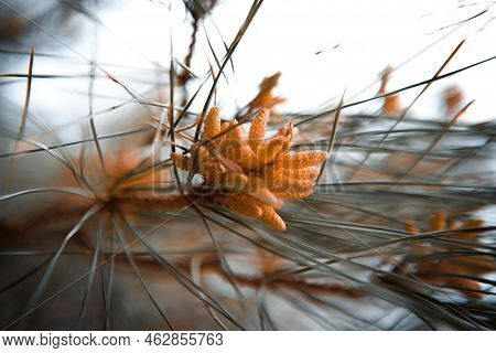 Blooming Pine Close-up. Blooming Pine Branch Close-up. Long Needles And A Bump. Natural Background F