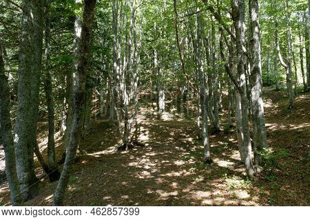 Beech Forest Landscape In Abetone Mountains In Summer . Tuscany, Italy