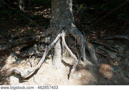 Fir Tree Roots In Abetone Mountains In Summer . Tuscany, Italy